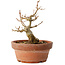 Acer buergerianum, 12 cm, ± 12 jaar oud