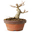 Acer buergerianum, 10 cm, ± 12 jaar oud