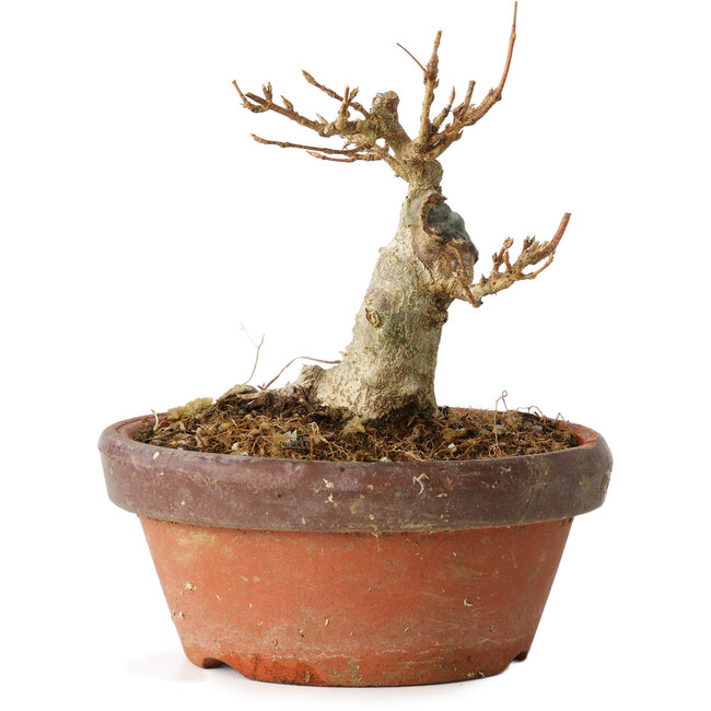 Acer buergerianum, 10 cm, ± 12 anni