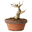 Acer buergerianum, 10 cm, ± 12 jaar oud
