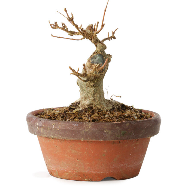 Acer buergerianum, 10 cm, ± 12 Jahre alt