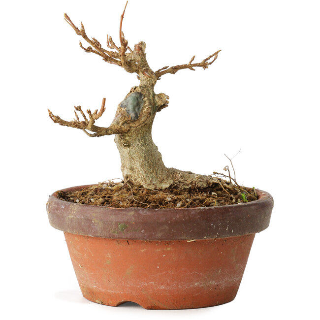 Acer buergerianum, 10 cm, ± 12 anni