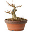 Acer buergerianum, 10 cm, ± 12 jaar oud