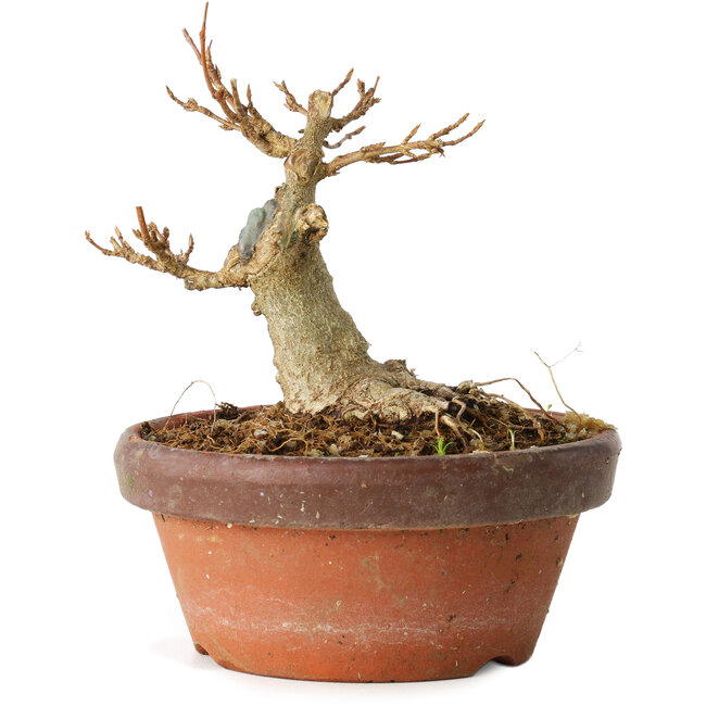 Acer buergerianum, 10 cm, ± 12 anni