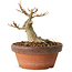 Acer buergerianum, 10 cm, ± 12 jaar oud
