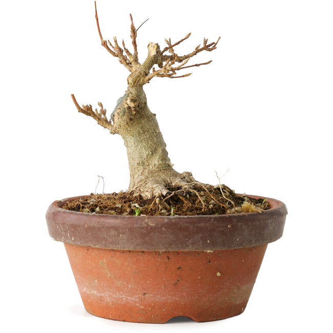 Acer buergerianum, 10 cm, ± 12 años