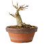 Acer buergerianum, 10 cm, ± 12 jaar oud
