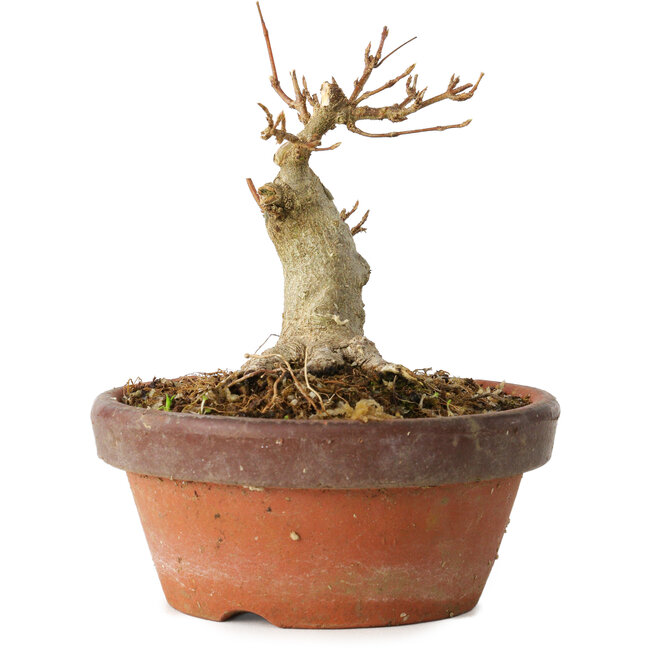 Acer buergerianum, 10 cm, ± 12 años