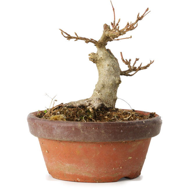 Acer buergerianum, 10 cm, ± 12 ans