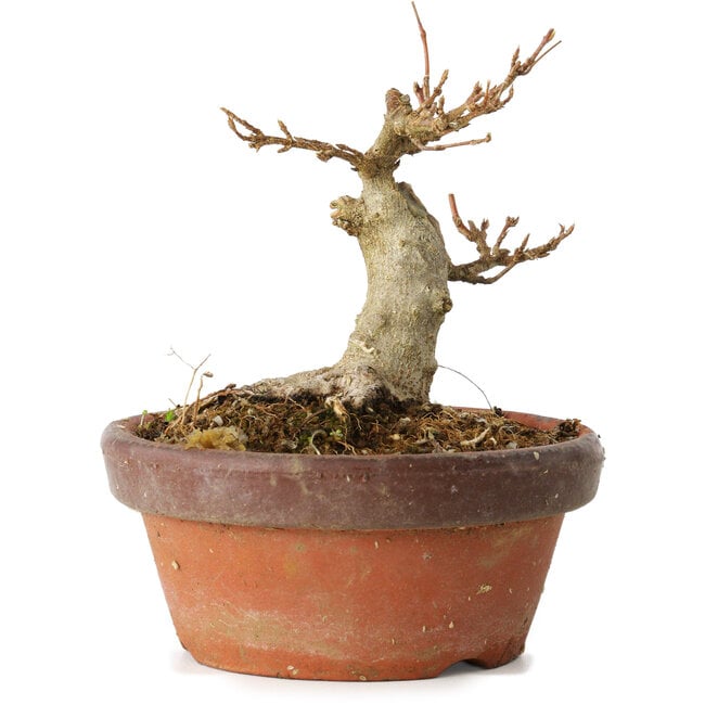 Acer buergerianum, 10 cm, ± 12 Jahre alt