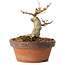 Acer buergerianum, 10 cm, ± 12 jaar oud