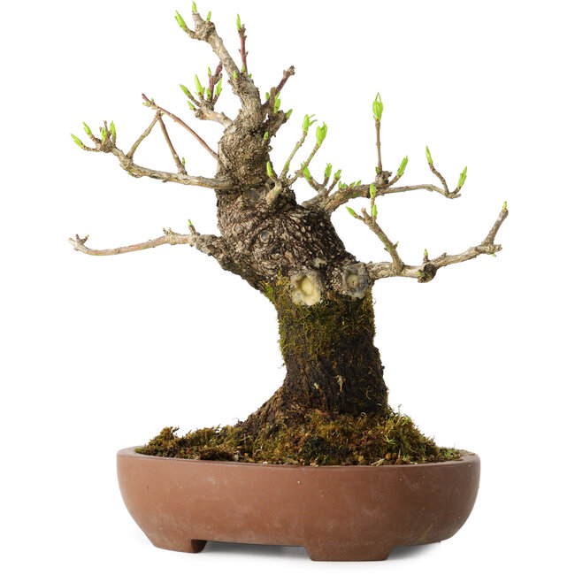 Euonymus alatus, 21 cm, ± 20 anni