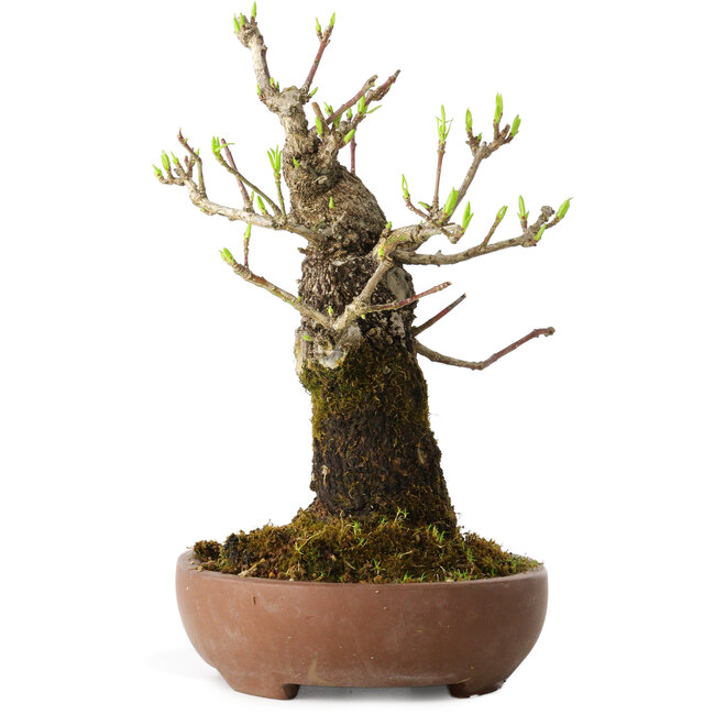 Euonymus alatus, 21 cm, ± 20 años