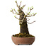 Euonymus alatus, 21 cm, ± 20 jaar oud