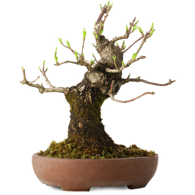 Euonymus alatus, 21 cm, ± 20 Jahre alt