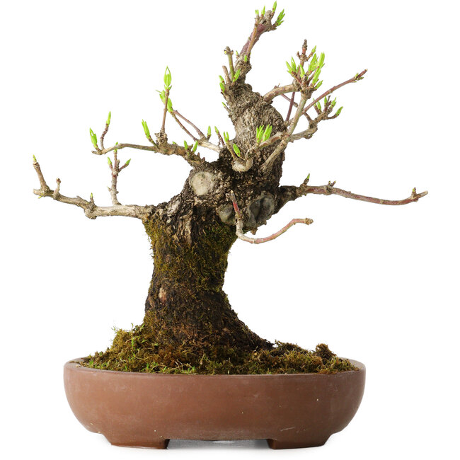 Euonymus alatus, 21 cm, ± 20 anni