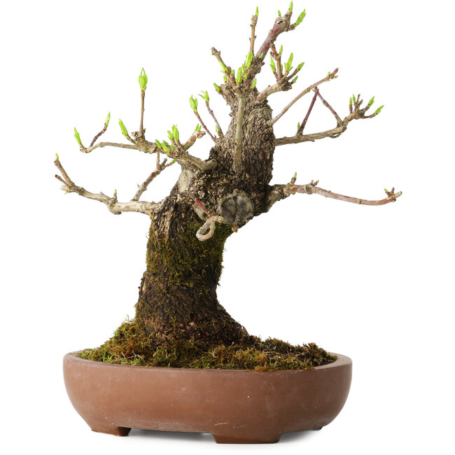 Euonymus alatus, 21 cm, ± 20 anni