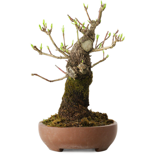 Euonymus alatus, 21 cm, ± 20 años