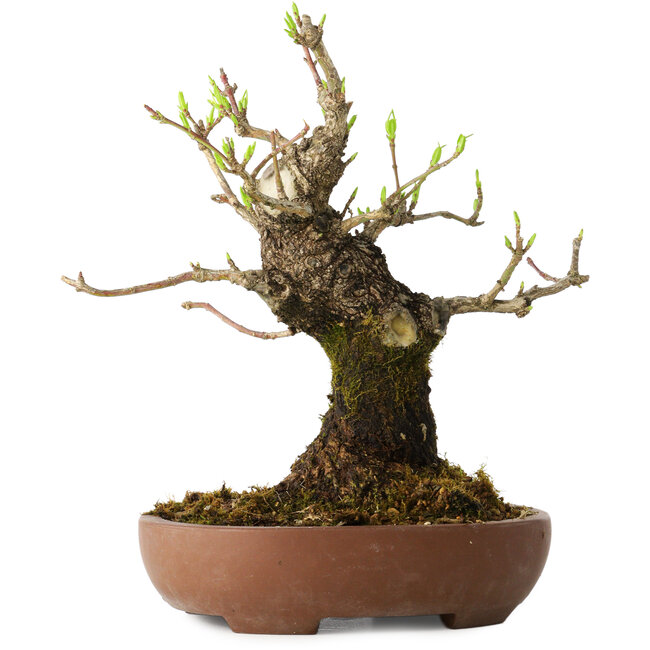 Euonymus alatus, 21 cm, ± 20 años