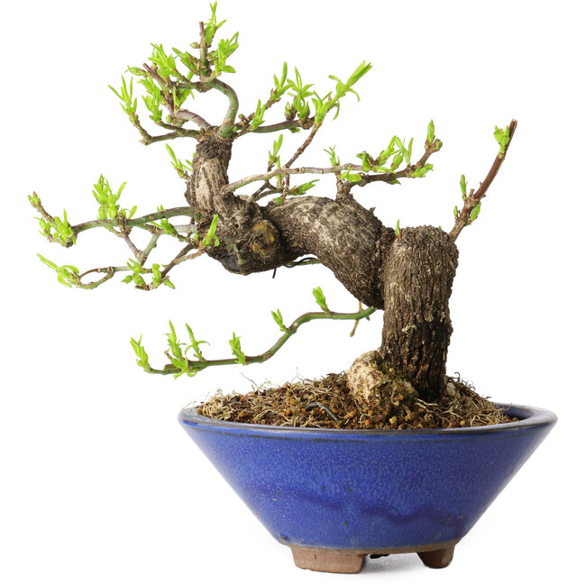 Euonymus alatus, 16 cm, ± 20 years old