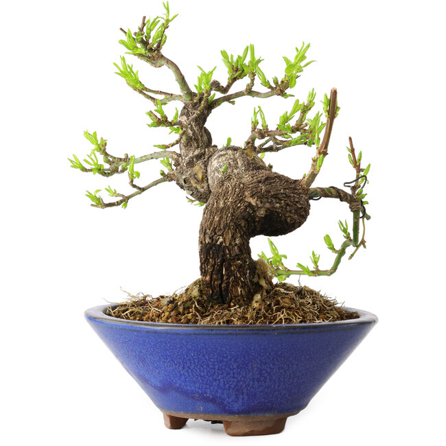 Euonymus alatus, 16 cm, ± 20 anni