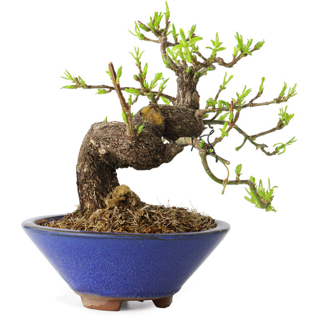 Euonymus alatus, 16 cm, ± 20 anni