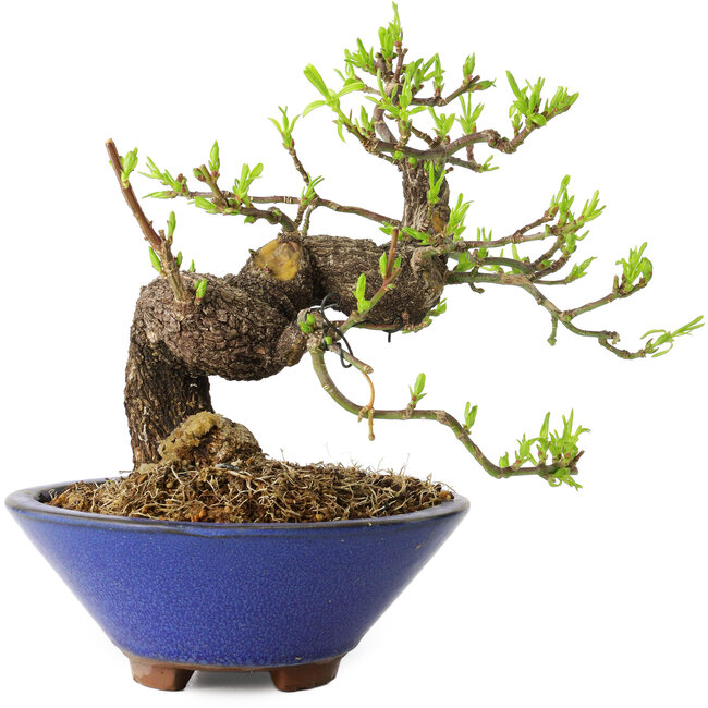 Euonymus alatus, 16 cm, ± 20 jaar oud