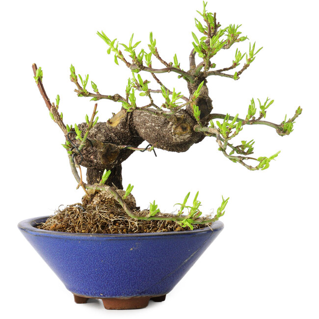 Euonymus alatus, 16 cm, ± 20 years old