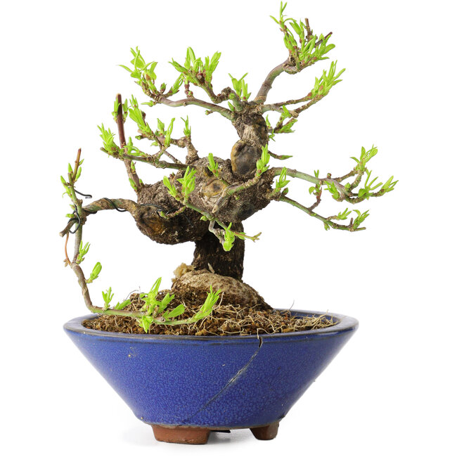 Euonymus alatus, 16 cm, ± 20 Jahre alt