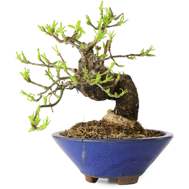 Euonymus alatus, 16 cm, ± 20 años