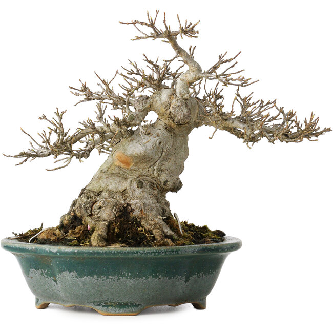 Acer buergerianum, 19 cm, ± 30 jaar oud, met een nebari van 12 cm
