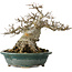 Acer buergerianum, 19 cm, ± 30 jaar oud, met een nebari van 12 cm
