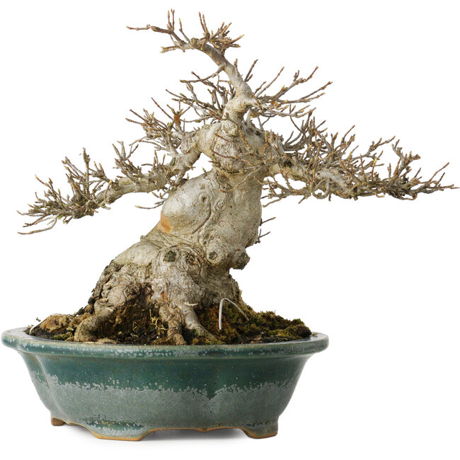 Acer buergerianum, 19 cm, ± 30 years old, with a nebari of 12 cm