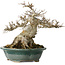 Acer buergerianum, 19 cm, ± 30 jaar oud, met een nebari van 12 cm