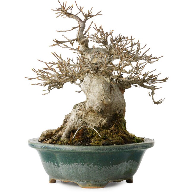 Acer buergerianum, 19 cm, ± 30 ans, avec un nebari de 12 cm