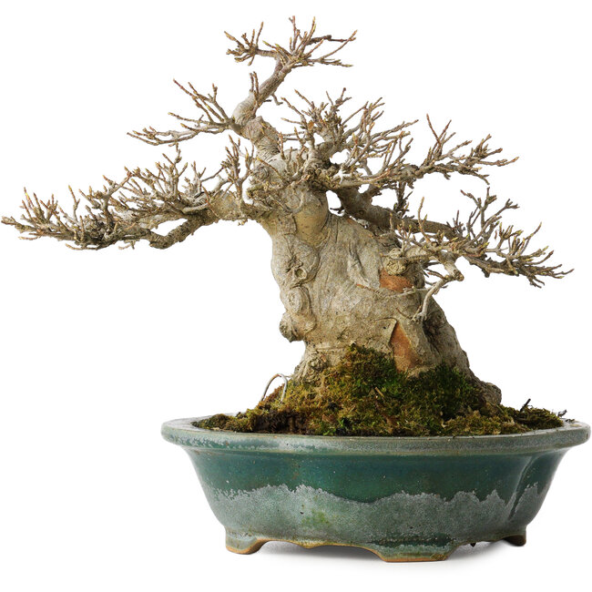 Acer buergerianum, 19 cm, ± 30 Jahre alt, mit einem Nebari von 12 cm