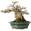 Acer buergerianum, 19 cm, ± 30 jaar oud, met een nebari van 12 cm