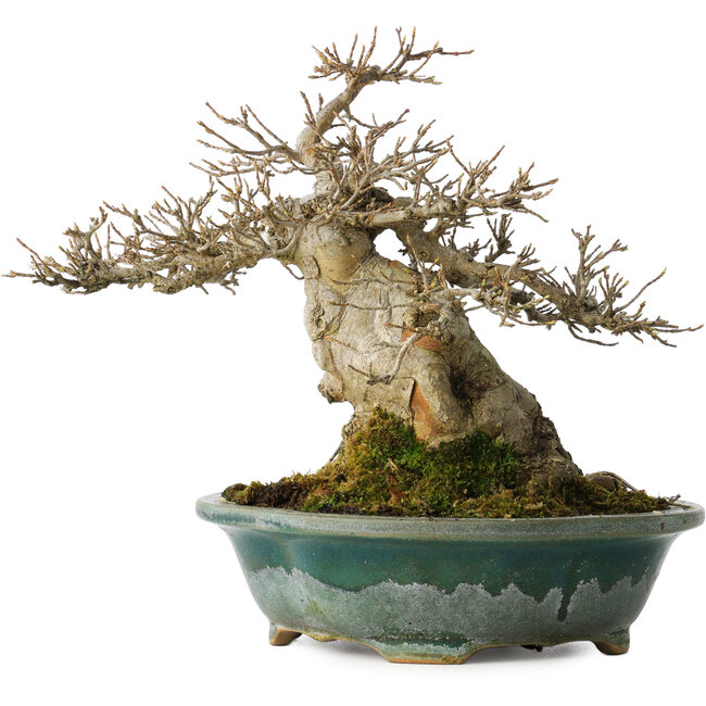 Acer buergerianum, 19 cm, ± 30 Jahre alt, mit einem Nebari von 12 cm