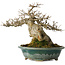 Acer buergerianum, 19 cm, ± 30 jaar oud, met een nebari van 12 cm