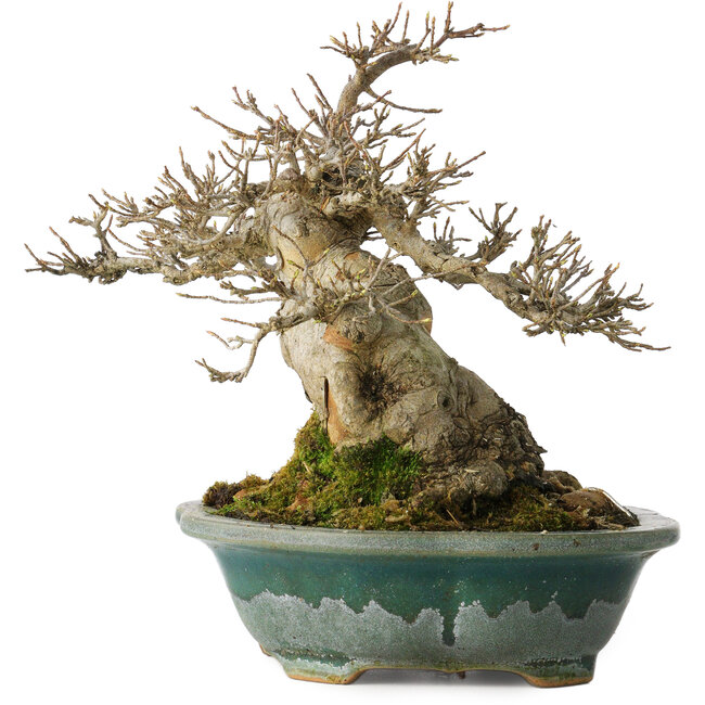 Acer buergerianum, 19 cm, ± 30 jaar oud, met een nebari van 12 cm