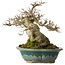 Acer buergerianum, 19 cm, ± 30 jaar oud, met een nebari van 12 cm