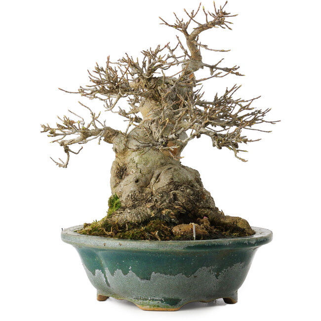 Acer buergerianum, 19 cm, ± 30 jaar oud, met een nebari van 12 cm