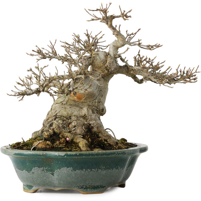 Acer buergerianum, 19 cm, ± 30 anni, con un nebari di 12 cm