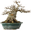 Acer buergerianum, 19 cm, ± 30 jaar oud, met een nebari van 12 cm