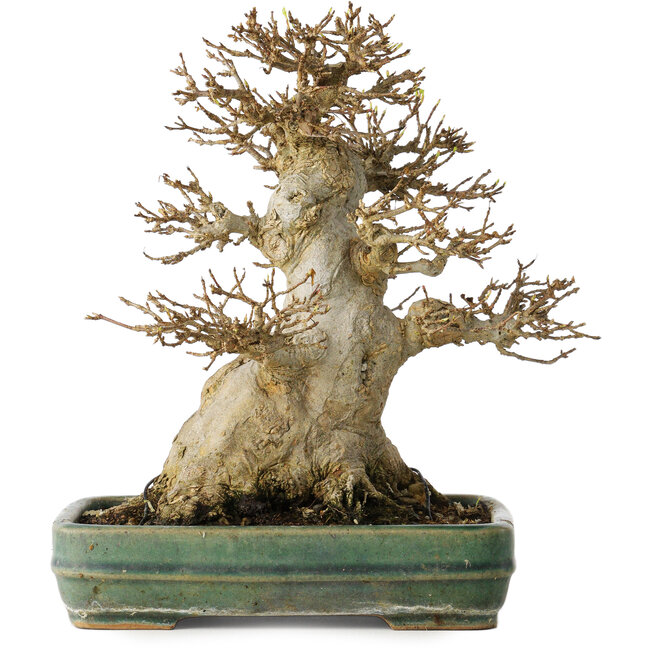 Acer buergerianum, 21 cm, ± 35 jaar oud, met een nebari van 15 cm