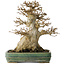 Acer buergerianum, 21 cm, ± 35 jaar oud, met een nebari van 15 cm