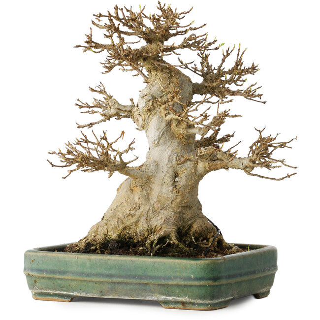 Acer buergerianum, 21 cm, ± 35 Jahre alt, mit einem Nebari von 15 cm