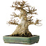 Acer buergerianum, 21 cm, ± 35 jaar oud, met een nebari van 15 cm