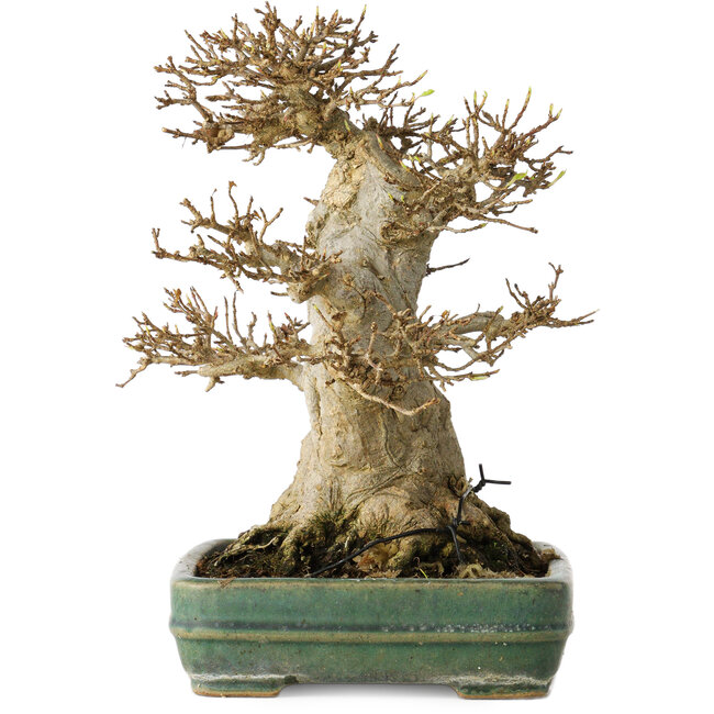 Acer buergerianum, 21 cm, ± 35 anni, con un nebari di 15 cm