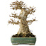 Acer buergerianum, 21 cm, ± 35 jaar oud, met een nebari van 15 cm